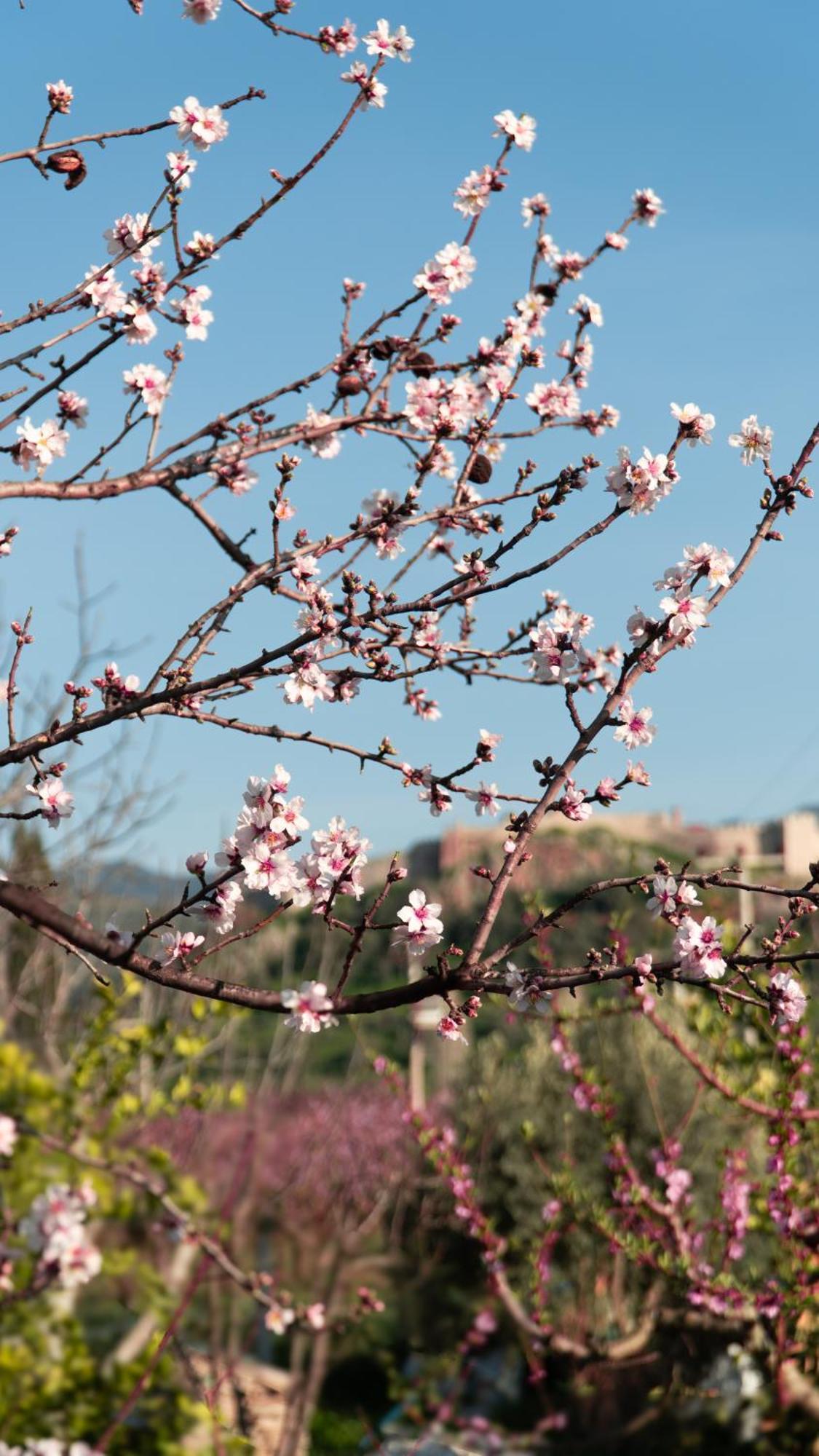 Mandalin Glamping Hotel Selçuk Exterior foto